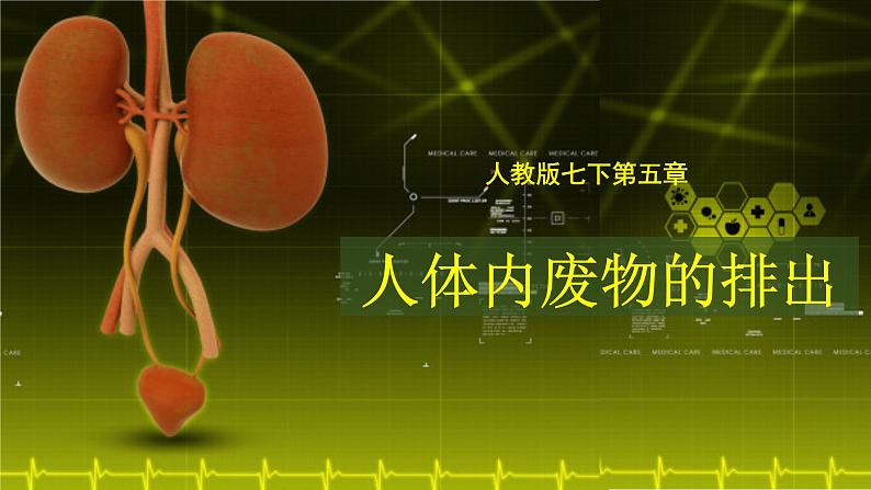 4.5人体内废物的排出课件2021-2022 学年人教版生物七年级下册第2页