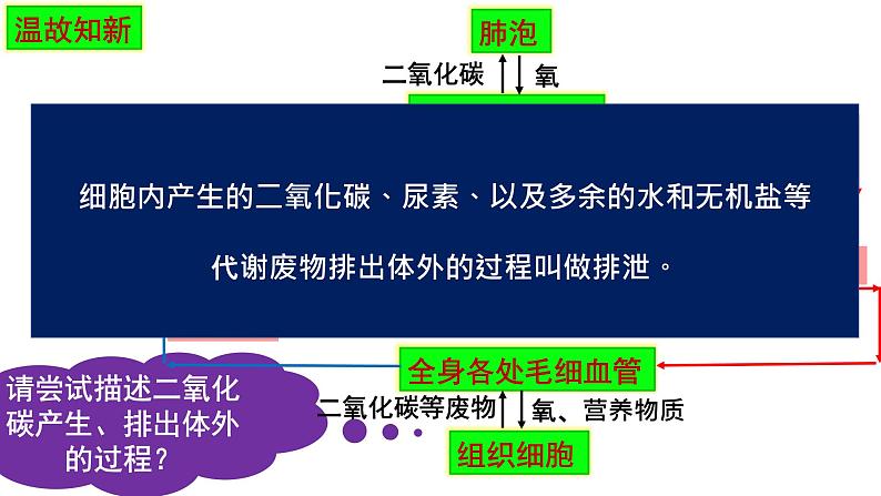 4.5人体内废物的排出课件2021-2022 学年人教版生物七年级下册第3页