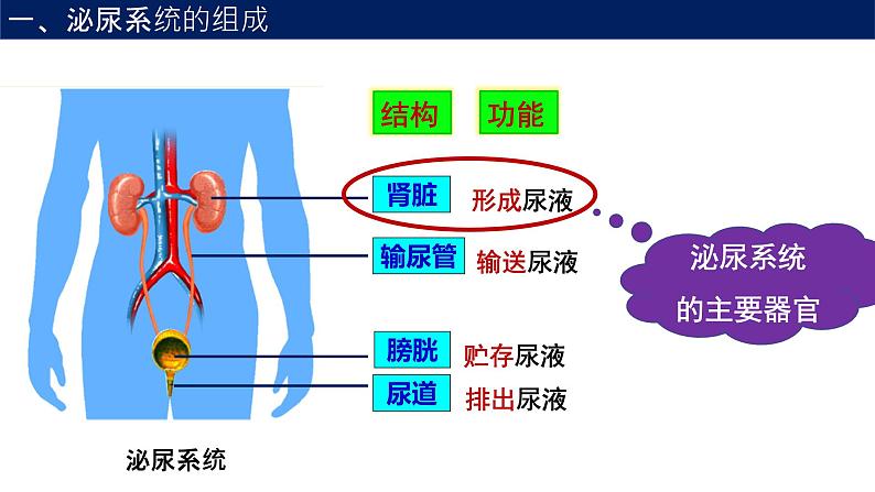 4.5人体内废物的排出课件2021-2022 学年人教版生物七年级下册第4页