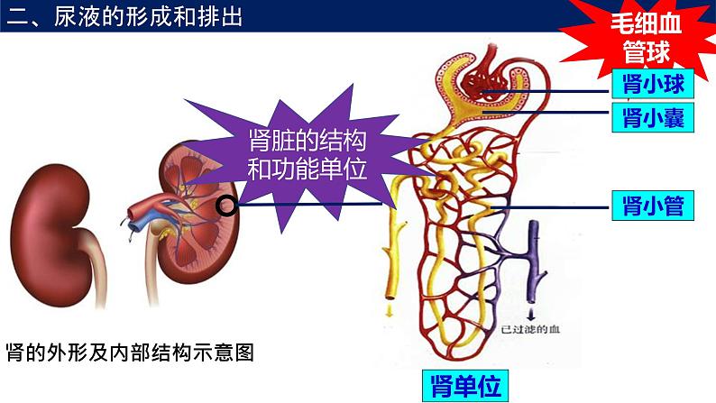 4.5人体内废物的排出课件2021-2022 学年人教版生物七年级下册第5页