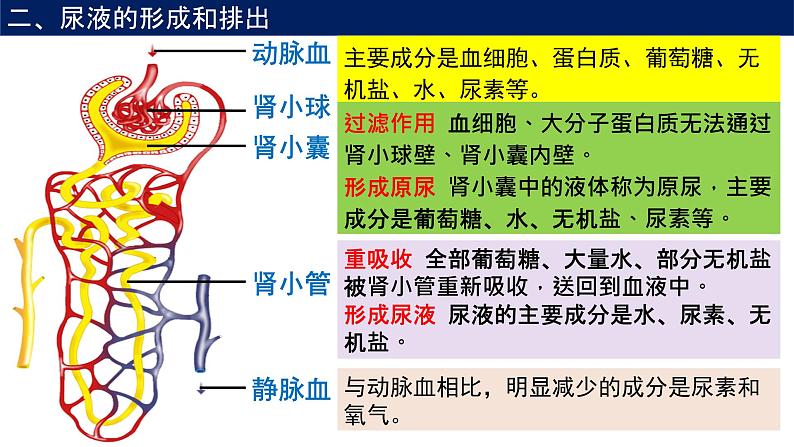 4.5人体内废物的排出课件2021-2022 学年人教版生物七年级下册第7页