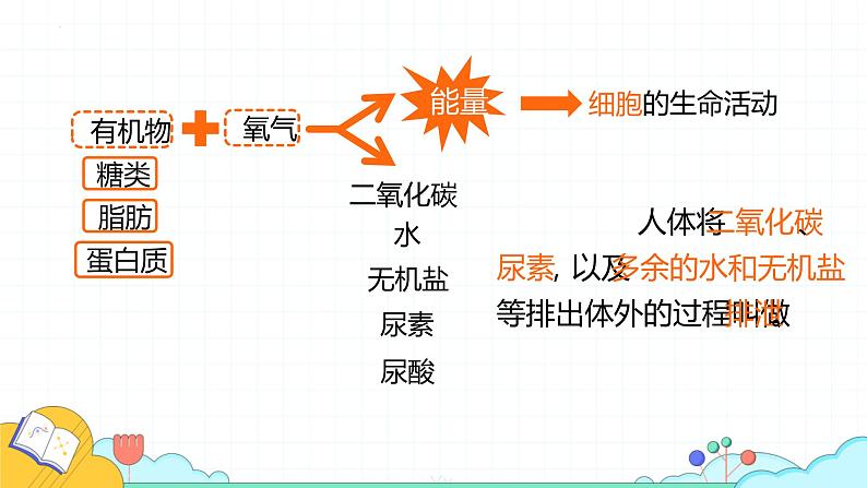 4.5人体内废物的排出课件2021-2022学年人教版生物七年级下册第3页