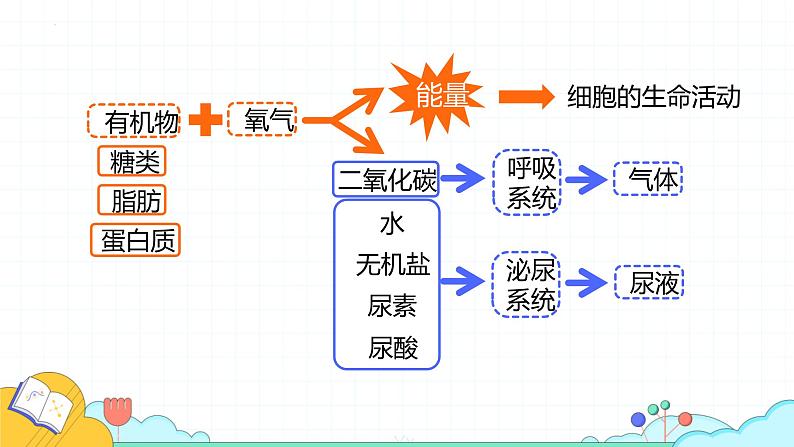 4.5人体内废物的排出课件2021-2022学年人教版生物七年级下册第4页