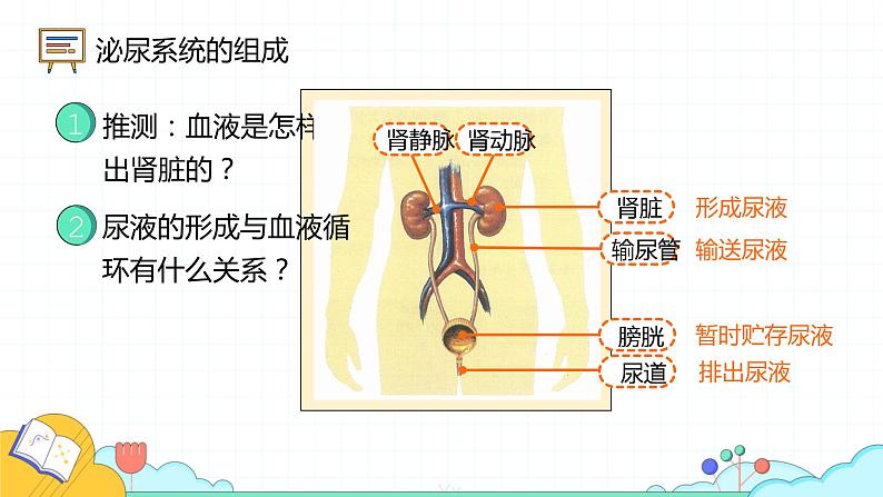 4.5人体内废物的排出课件2021-2022学年人教版生物七年级下册第6页