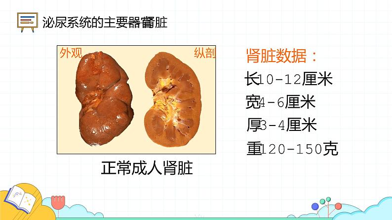 4.5人体内废物的排出课件2021-2022学年人教版生物七年级下册第8页