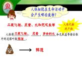 4.5人体内废物的排出课件2021--2022学年人教版生物七年级下册
