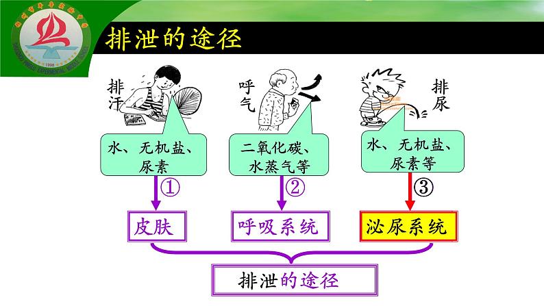 4.5人体内废物的排出课件2021--2022学年人教版生物七年级下册第6页