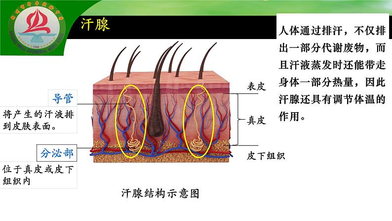 4.5人体内废物的排出课件2021--2022学年人教版生物七年级下册第7页