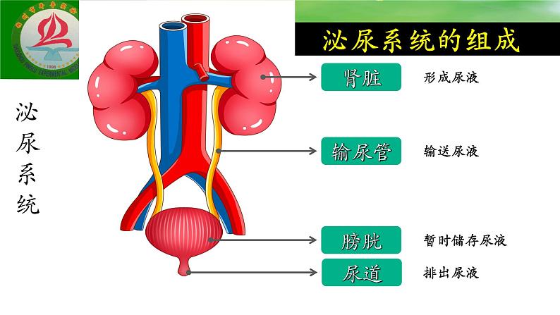 4.5人体内废物的排出课件2021--2022学年人教版生物七年级下册第8页