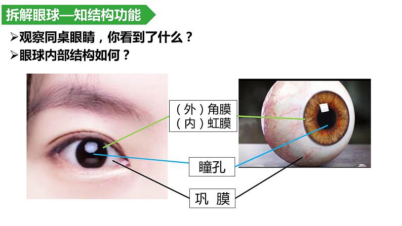 4.6.1人体对外界环境的感知--眼和视觉课件2021-2022学年人教版生物七年级下册第3页