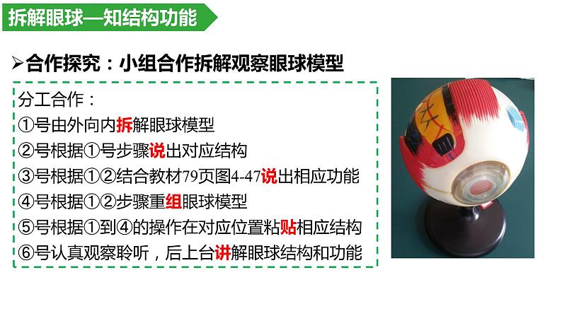 4.6.1人体对外界环境的感知--眼和视觉课件2021-2022学年人教版生物七年级下册第4页