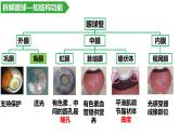 4.6.1人体对外界环境的感知--眼和视觉课件2021-2022学年人教版生物七年级下册