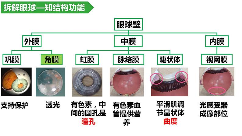 4.6.1人体对外界环境的感知--眼和视觉课件2021-2022学年人教版生物七年级下册第5页