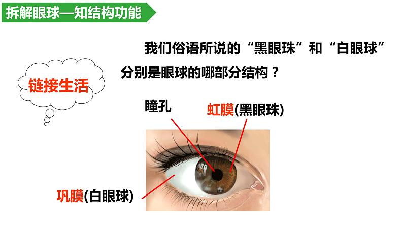 4.6.1人体对外界环境的感知--眼和视觉课件2021-2022学年人教版生物七年级下册第6页