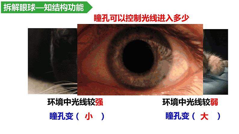 4.6.1人体对外界环境的感知--眼和视觉课件2021-2022学年人教版生物七年级下册第8页