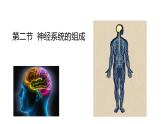 4.6.2神经系统的组成课件2021--2022学年人教版七年级下册生物
