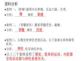 4.6.2神经系统的组成课件2021--2022学年人教版七年级下册生物