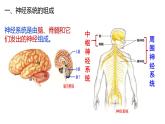 4.6.2神经系统的组成课件2021--2022学年人教版七年级下册生物