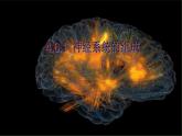 4.6.2神经系统的组成课件2021--2022学年人教版生物七年级下册