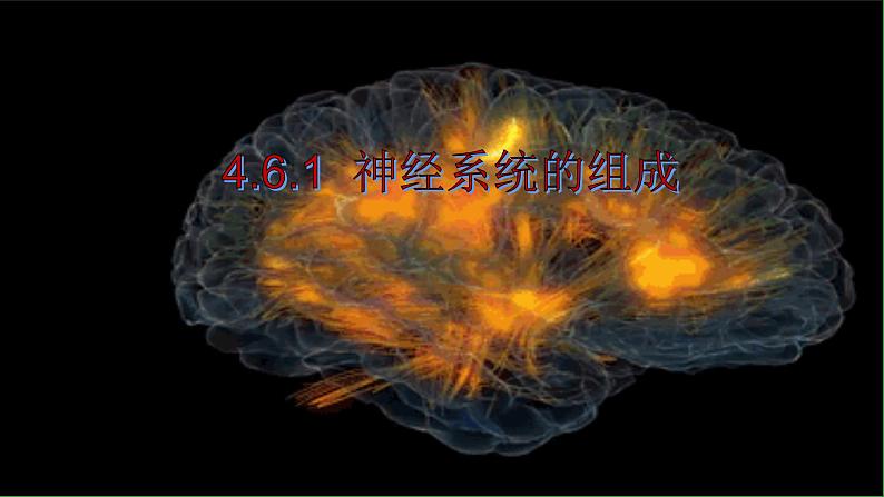 4.6.2神经系统的组成课件2021--2022学年人教版生物七年级下册01