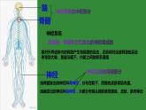 4.6.2神经系统的组成课件2021--2022学年人教版生物七年级下册