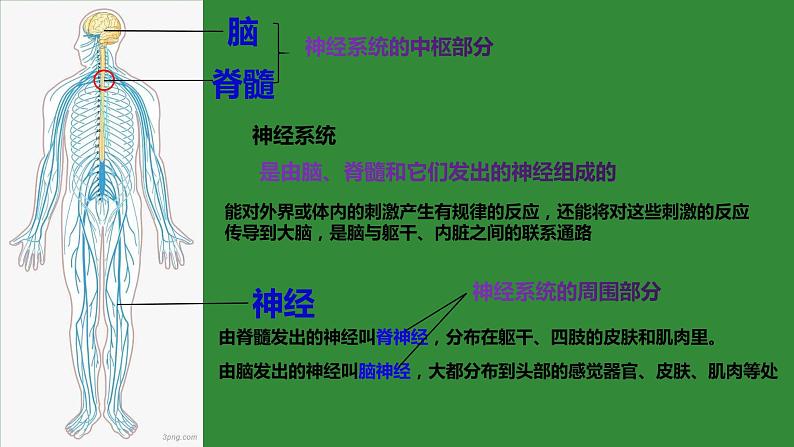 4.6.2神经系统的组成课件2021--2022学年人教版生物七年级下册03