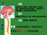 4.6.2神经系统的组成课件2021--2022学年人教版生物七年级下册