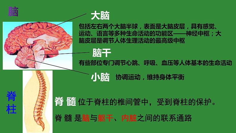 4.6.2神经系统的组成课件2021--2022学年人教版生物七年级下册04