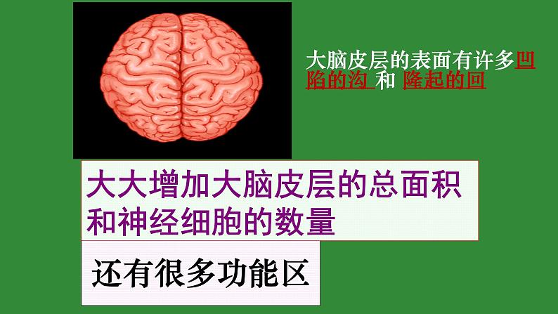 4.6.2神经系统的组成课件2021--2022学年人教版生物七年级下册05