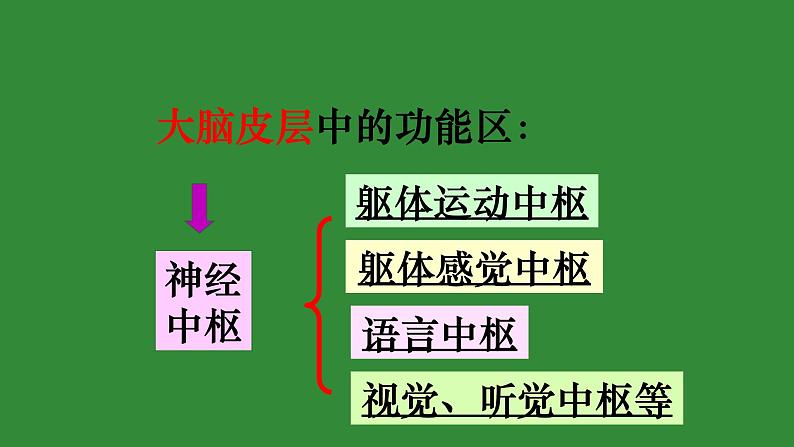 4.6.2神经系统的组成课件2021--2022学年人教版生物七年级下册06