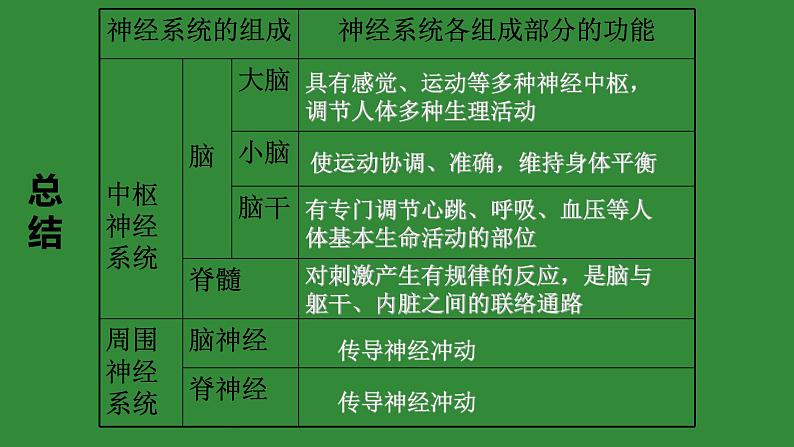 4.6.2神经系统的组成课件2021--2022学年人教版生物七年级下册08