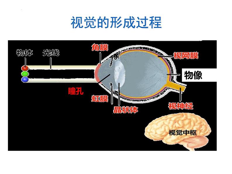 4.6.1人体对外界环境的感知课件2021--2022学年人教版七年级生物下册07