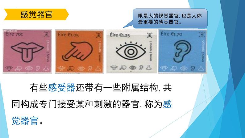 4.6.1人体对外界环境的感知第1课时课件2021--2022学年人教版生物七年级下册04