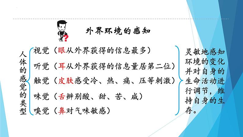 4.6.1人体对外界环境的感知第1课时课件2021--2022学年人教版生物七年级下册05