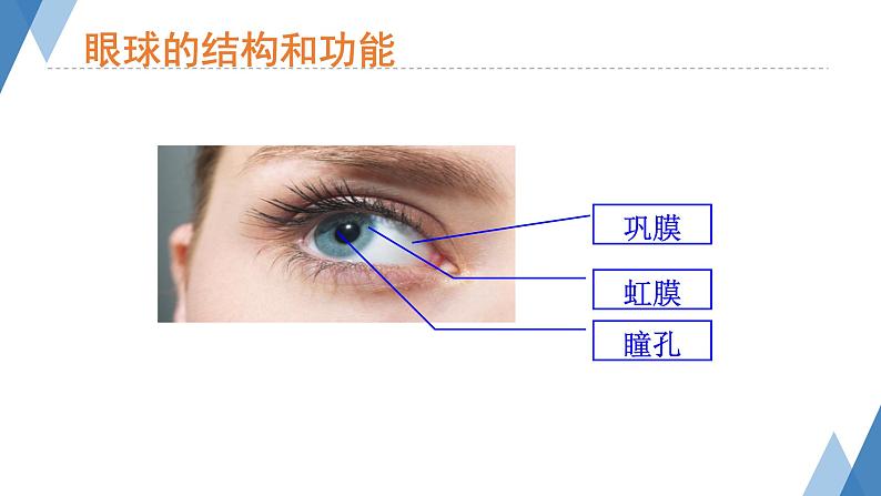 4.6.1人体对外界环境的感知第1课时课件2021--2022学年人教版生物七年级下册08