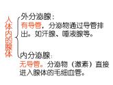 4.6.4激素调节课件2021-2022学年人教版七年级生物下册