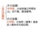 4.6.4激素调节课件2021-2022学年人教版七年级生物下册