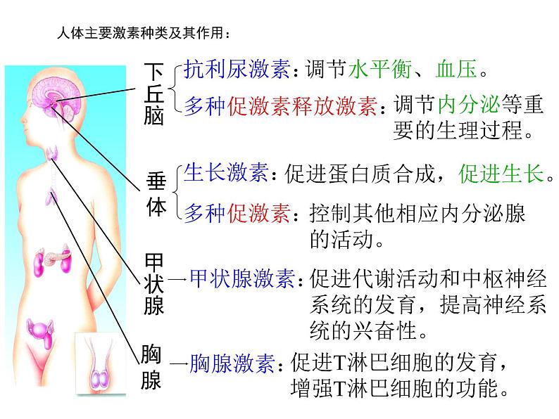 4.6.4激素调节课件2021-2022学年人教版七年级生物下册第6页