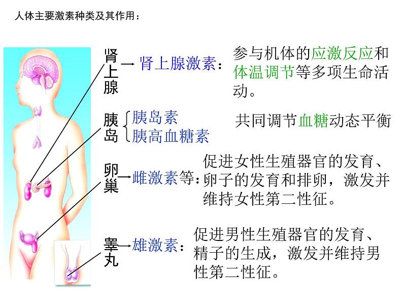 4.6.4激素调节课件2021-2022学年人教版七年级生物下册第7页