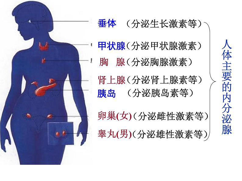 4.6.4激素调节课件2021---2022学年人教版生物七年级下册07