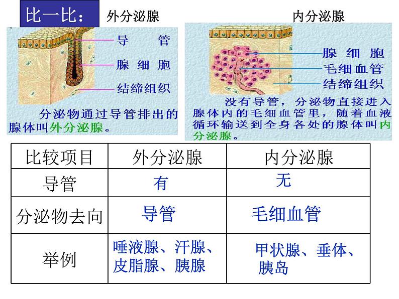 4.6.4激素调节课件2021---2022学年人教版生物七年级下册08