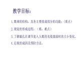 4.6.1人体对外界环境的感知—眼和视觉课件2021-2022学年人教版生物七年级下册