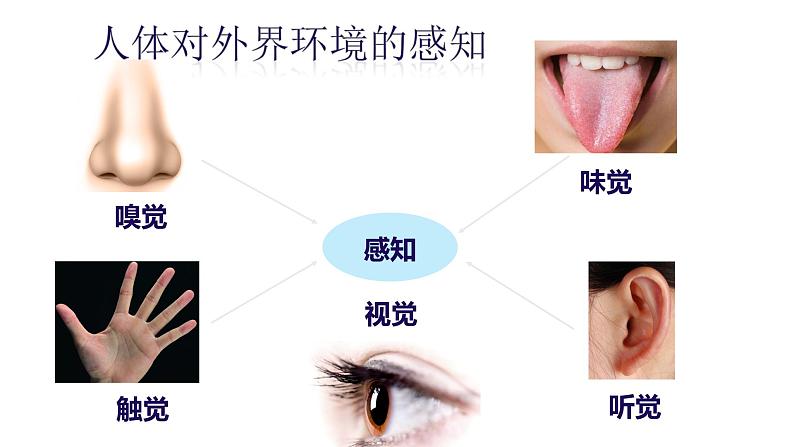 4.6.1人体对外界环境的感知—眼和视觉课件2021-2022学年人教版生物七年级下册第4页