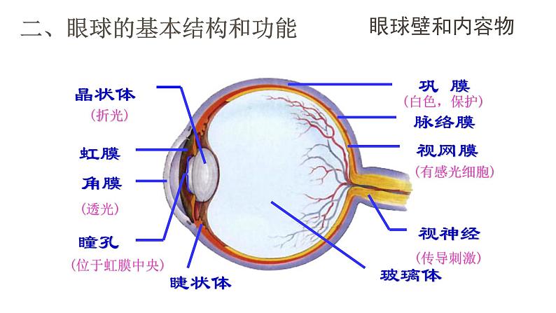 4.6.1人体对外界环境的感知—眼和视觉课件2021-2022学年人教版生物七年级下册第8页