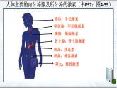 4.6.4激素调节课件2021—2022学年人教版七年级下册生物