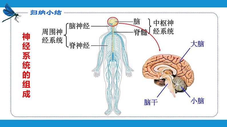 4.6.2神经系统的组成课件2021---2022学年人教版生物七年级下册第7页