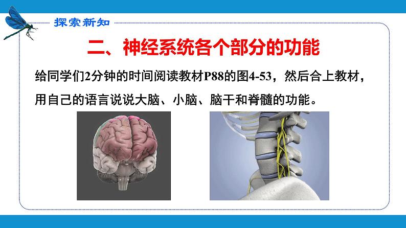 4.6.2神经系统的组成课件2021---2022学年人教版生物七年级下册第8页