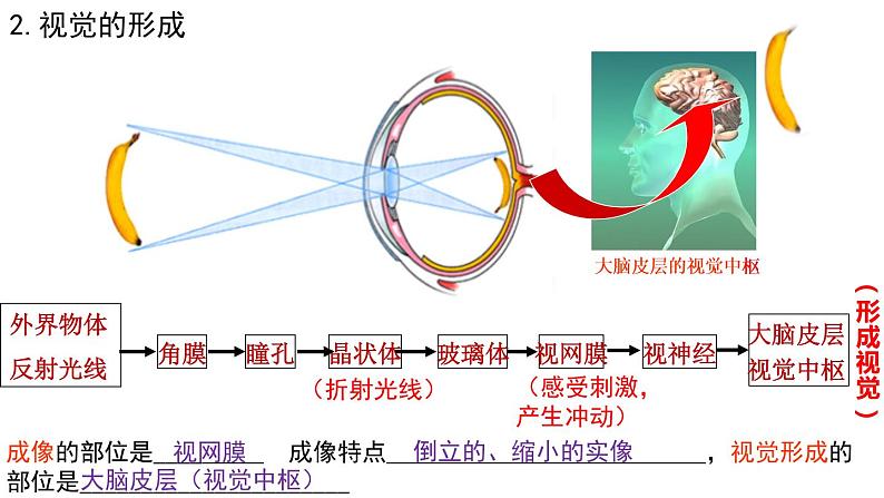 4.6.1人体对外界环境的感知课件2021---2022学年人教版七年级生物下册第8页