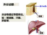 4.6.4激素调节课件2021--2022学年人教版生物七年级下册