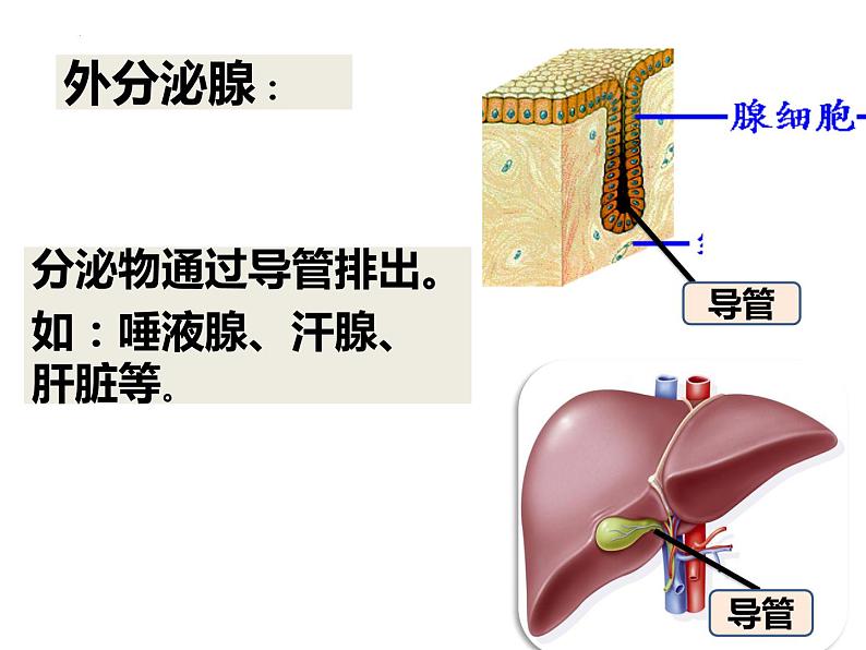 4.6.4激素调节课件2021--2022学年人教版生物七年级下册05